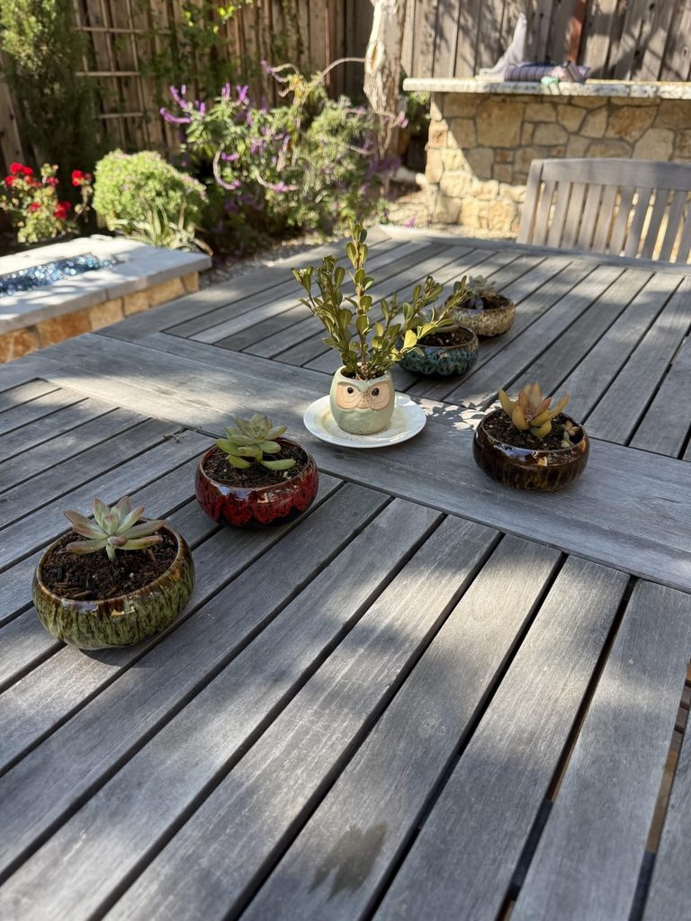 Small succulent pots with drainage on a wooden patio table in a sunny backyard garden, styled as outdoor succulent decor
