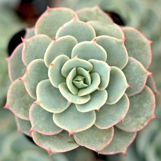 Top-down view of an Echeveria succulent forming a symmetrical rosette of pale blue-green, plump leaves with pink edges and small pointed pink tips.