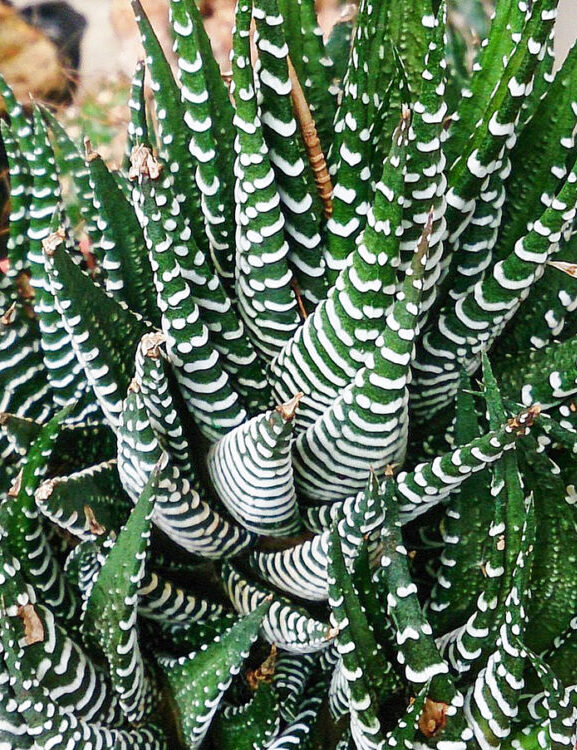 Close-up of a zebra Haworthia in a terracotta-colored pot, with pointed dark green leaves banded with raised white stripes, set among other potted succulents.
