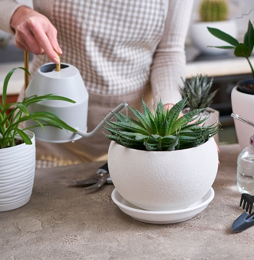 Watering a succulent plant slowly until water drains from the bottom of the pot.