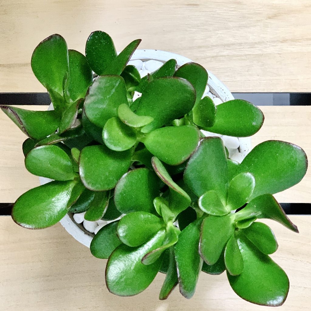 Overhead view of a jade plant in a white pot topped with white pebbles, with glossy, rounded green leaves edged in dark red, on a light wooden slatted surface.