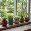 Mixed Succulent Pots