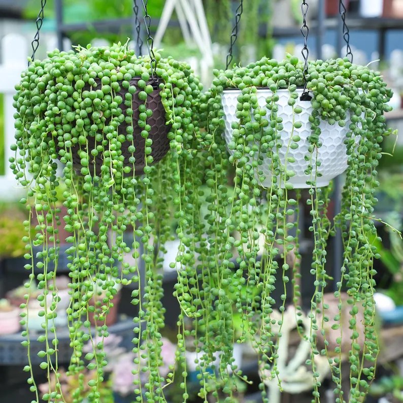 Two hanging baskets of string of pearls succulents with long trailing vines of bead-like green leaves.