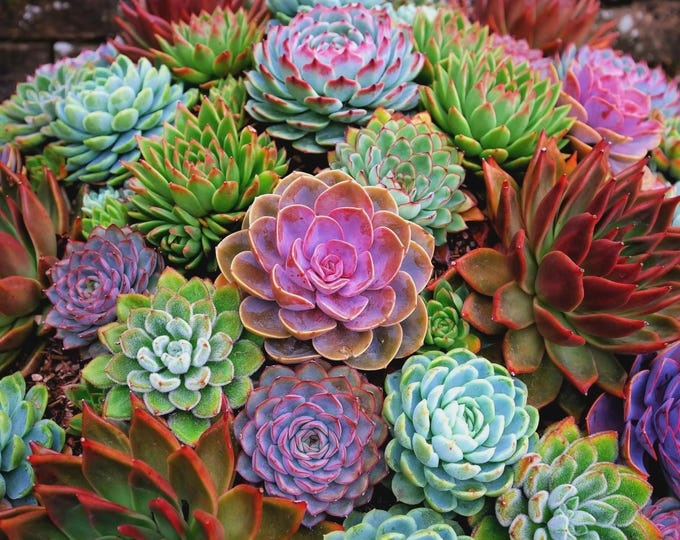 Colorful echeveria rosettes in bands of green, blue, pink, and red in a succulent garden bed