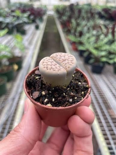 A hand holding a small pot with a Lithops, a pebble-like succulent with two fused, split-topped lobes in beige-gray with a speckled pattern, in dark soil, with greenhouse benches in the background.