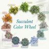 20-Pack Live Succulent Plants