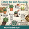 20-Pack Live Succulent Plants